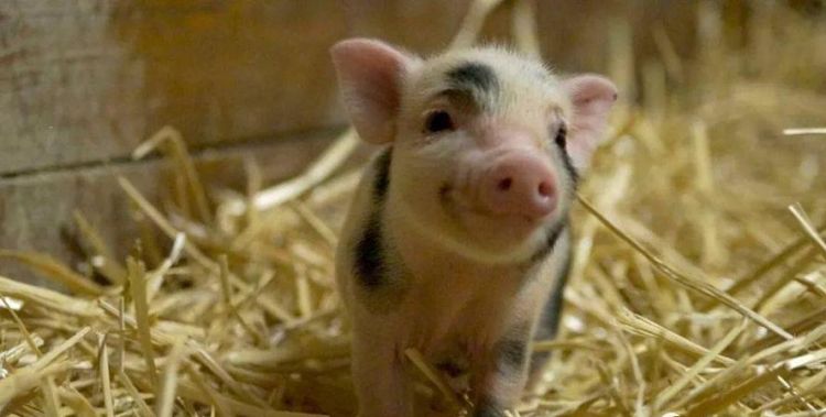 猪属于什么类型的动物