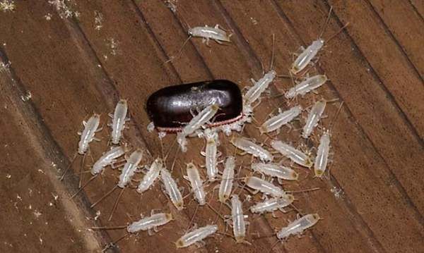 蟑螂会飞怎么回事,蟑螂会飞是什么征兆图1