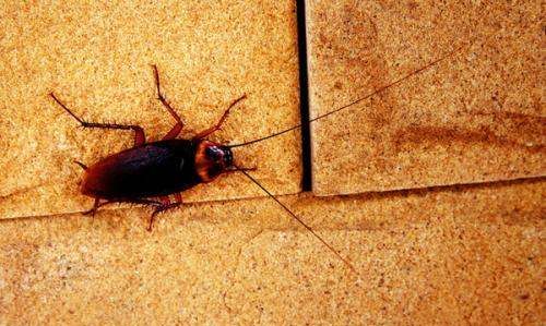 蟑螂会飞怎么回事,蟑螂会飞是什么征兆图4