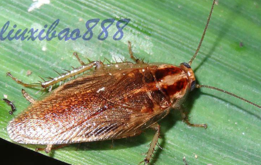 蟑螂会飞怎么回事,蟑螂会飞是什么征兆图8