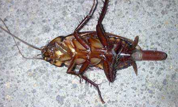 蟑螂会飞怎么回事,蟑螂会飞是什么征兆图11