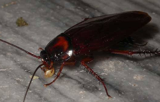 蟑螂会飞怎么回事,蟑螂会飞是什么征兆图9