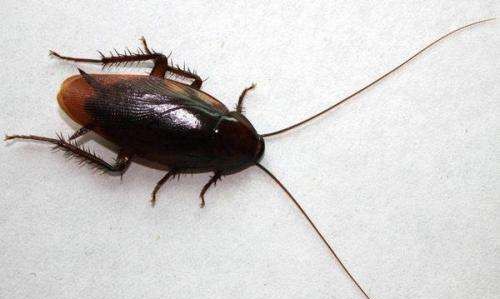 蟑螂会飞怎么回事,蟑螂会飞是什么征兆图2