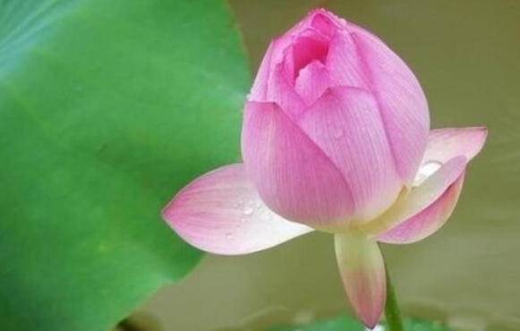 夏天六月开什么花,七月最具代表性的花图3