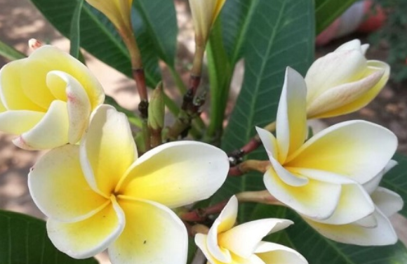 夏天六月开什么花,七月最具代表性的花图4