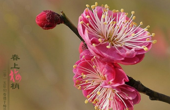 夏天六月开什么花,七月最具代表性的花图11