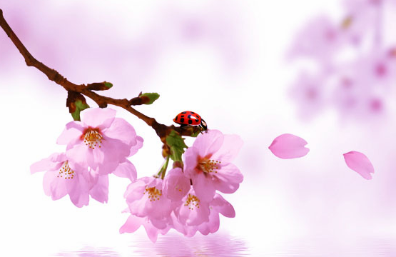 夏天六月开什么花,七月最具代表性的花图8