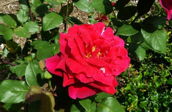 夏天六月开什么花,七月最具代表性的花图1