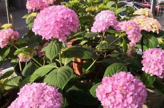 夏天六月开什么花,七月最具代表性的花图5