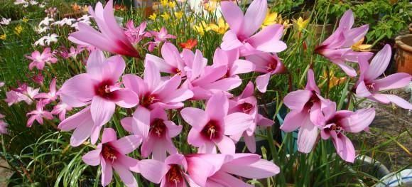 六月份开的花有哪些