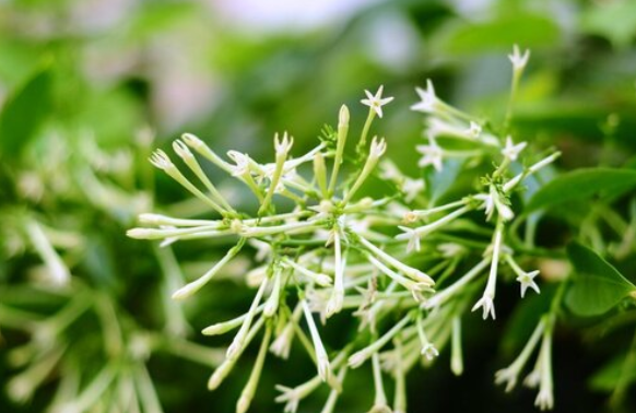 夏天六月开什么花,七月最具代表性的花图2